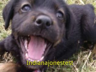 Indianajonestest