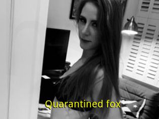 Quarantined_fox